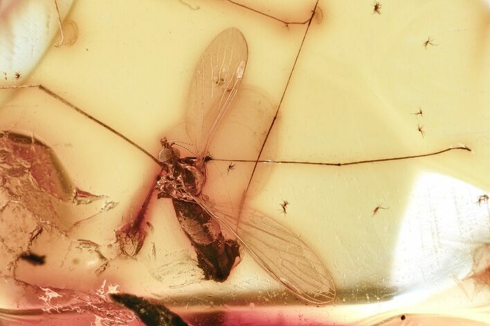 Fossil Crane Fly (Limoniidae) In Baltic Amber #367530